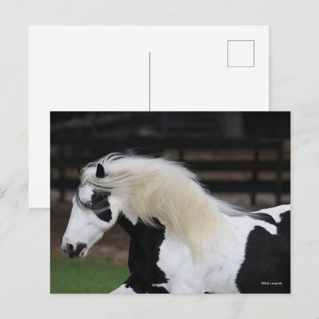 Cartão Postal Captura De Cabeça De Bob Langrish Black E White Gy (Frente/Verso)