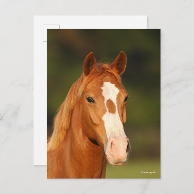 Cartão Postal Captura de cabeça de Oldenburg Cross Welsh (Frente/Verso)