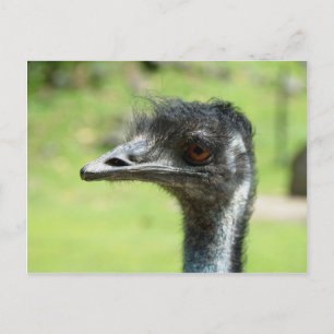 Cartão Postal Captura De Cabeça De Um Emus No Jardim Zoológico