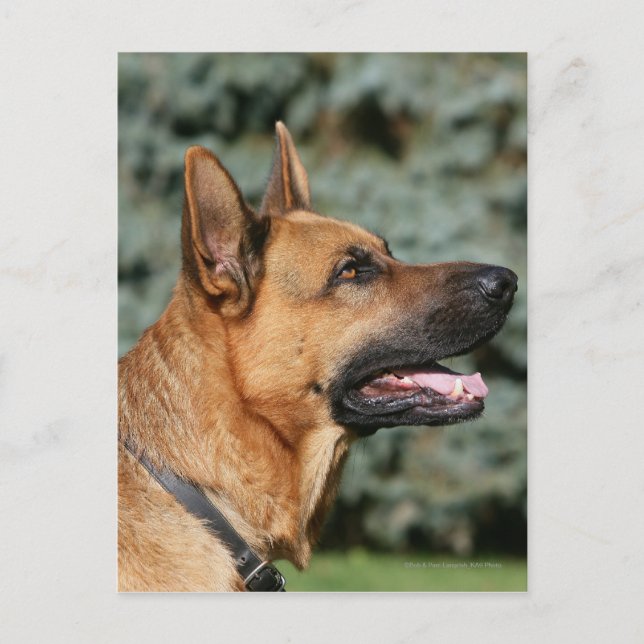 Cartão Postal Captura de german shepherd 1 (Frente)