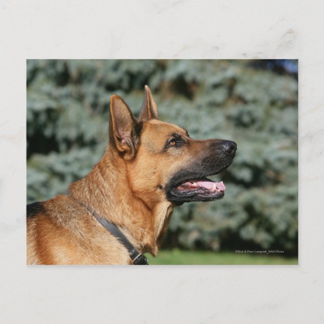 Cartão Postal Captura de german shepherd 1 (Frente)