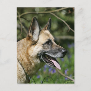 Cartão Postal Captura de german shepherd 3
