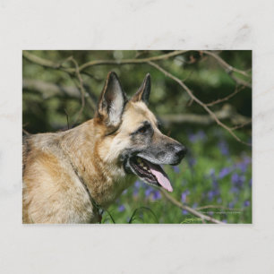 Cartão Postal Captura de german shepherd 3