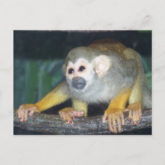 Cartão Postal Captura de macaco de esquilo