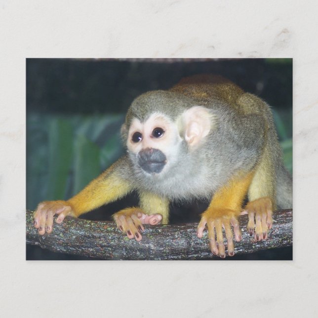 Cartão Postal Captura de macaco de esquilo (Frente)