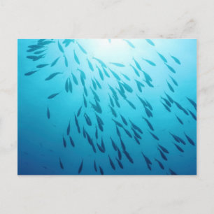 Cartão Postal Captura de peixes