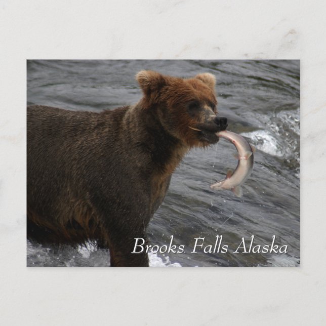 Cartão Postal Capturado, Brooks Falls Alaska (Frente)