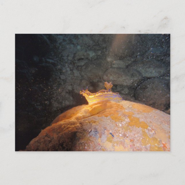 Cartão Postal Capturado em Destaque (Frente)