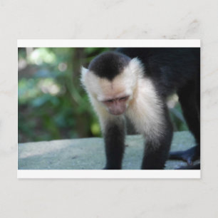 Cartão Postal Capuchin Monkey.JPG