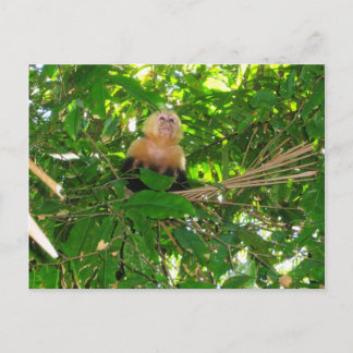 Cartão Postal Capuchin Monkey - Manuel Antonio Park, Costa Rica