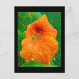 Cartão Postal Capucina