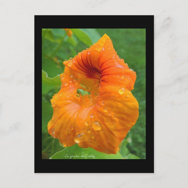 Cartão Postal Capucina (Frente)