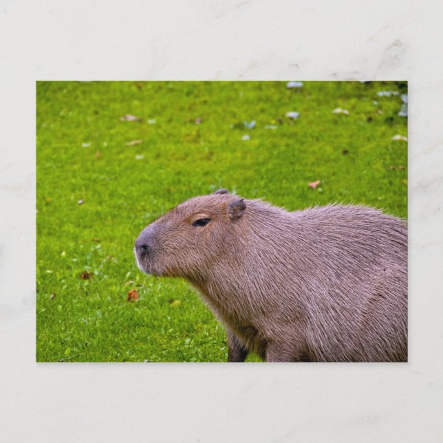 Cartão postal Capybara (Frente)