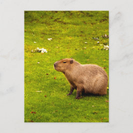 Cartão Postal Capybara