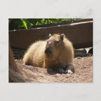 Cartão Postal Capybara