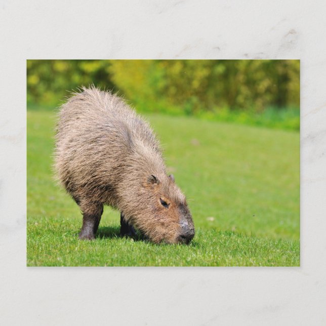 Cartão Postal Capybara comendo grama (Frente)