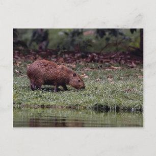 Cartão Postal Capybara (Hidrochoerus hidrochaeris)