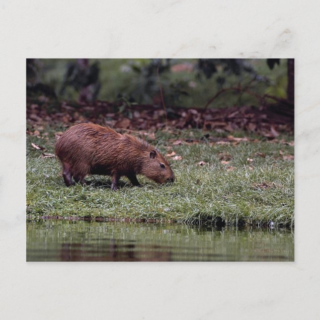 Cartão Postal Capybara (Hidrochoerus hidrochaeris) (Frente)