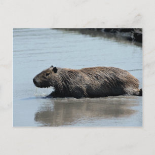 Cartão Postal Capybara mergulhando na água