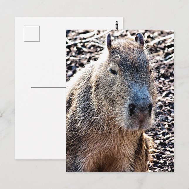 CARTÃO POSTAL CAPYBARA SELVAGEM ANIMAL (Frente/Verso)