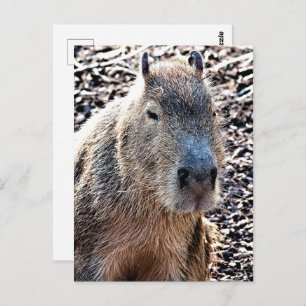 CARTÃO POSTAL CAPYBARA SELVAGEM ANIMAL