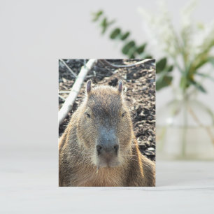 CARTÃO POSTAL CAPYBARA SELVAGEM ANIMAL
