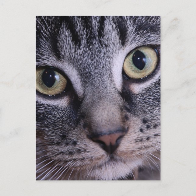 Cartão Postal Cara cinzenta do gatinho (Frente)