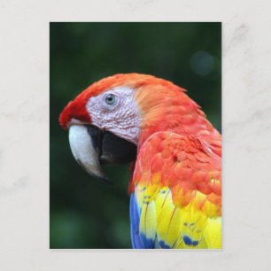 Cartão Postal cara de arara-escarlate
