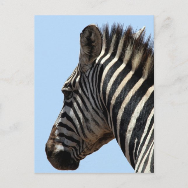 Cartão Postal cara de zebra (Frente)