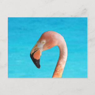 Cartão Postal Cara flamingo rosa contra água azul em