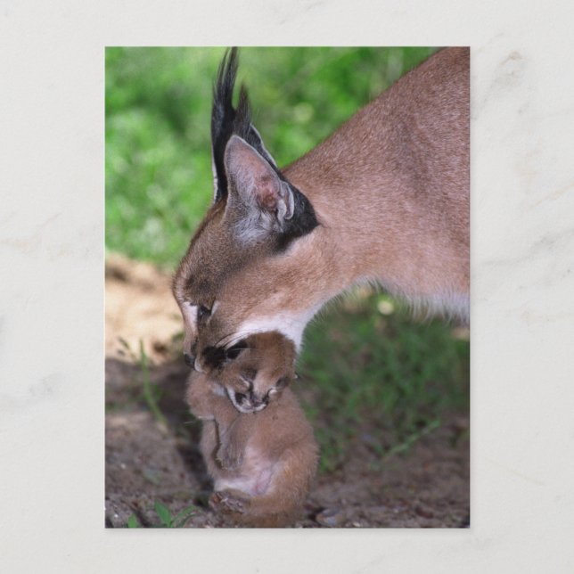 Cartão postal - caracal (Frente)