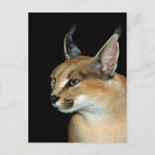 Cartão Postal Caracal postal
