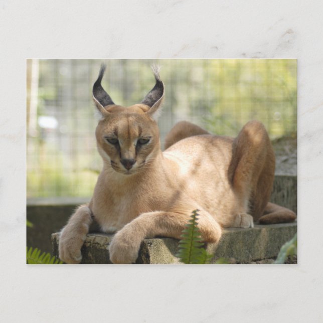 Cartão Postal CaracalBCR058 (Frente)