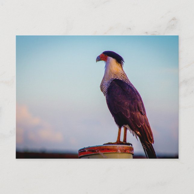 Cartão Postal Caracara, Kissimmee Prairie State Park, Flórida (Frente)