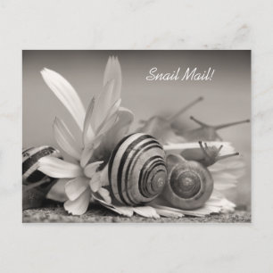Cartão Postal Caracóis do Jardim Elegante na Gerber Daisy Flowe
