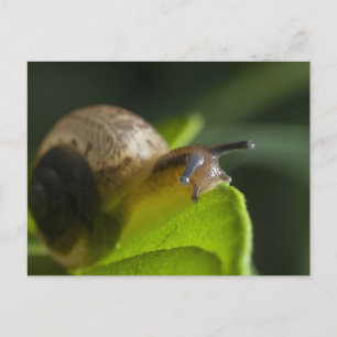 Cartão Postal Caracol