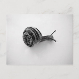 Cartão Postal Caracol