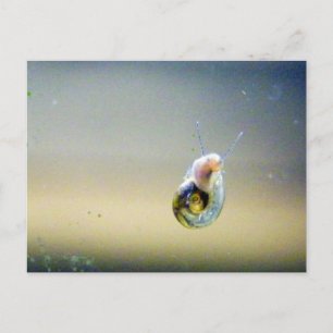 Cartão Postal Caracol de Água Dourada Prateada Azul