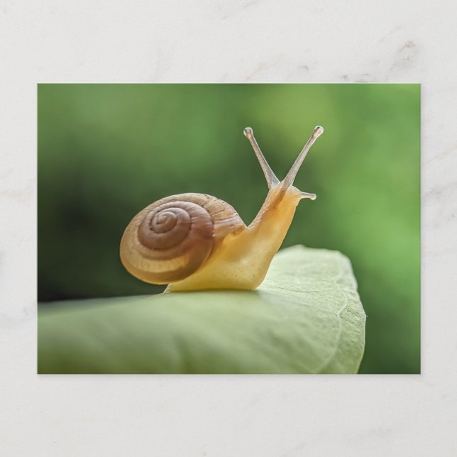 Cartão Postal Caracol Em Folha (Frente)