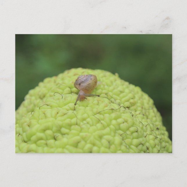 Cartão Postal Caracol em Hedgeapple #5 (Frente)