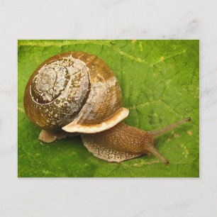Cartão Postal Caracol emergente