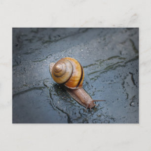 Cartão Postal Caracol Espiritado em um Dia de Chuva