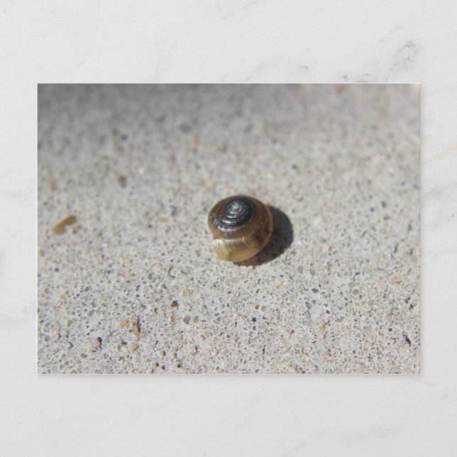 Cartão Postal Caracol Louco (Frente)