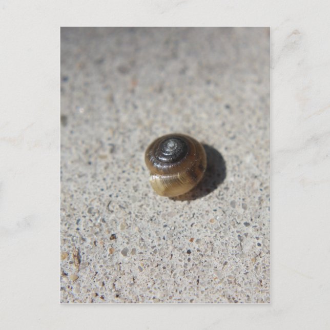Cartão Postal Caracol Louco (Frente)