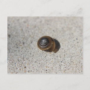 Cartão Postal Caracol Preguiçoso
