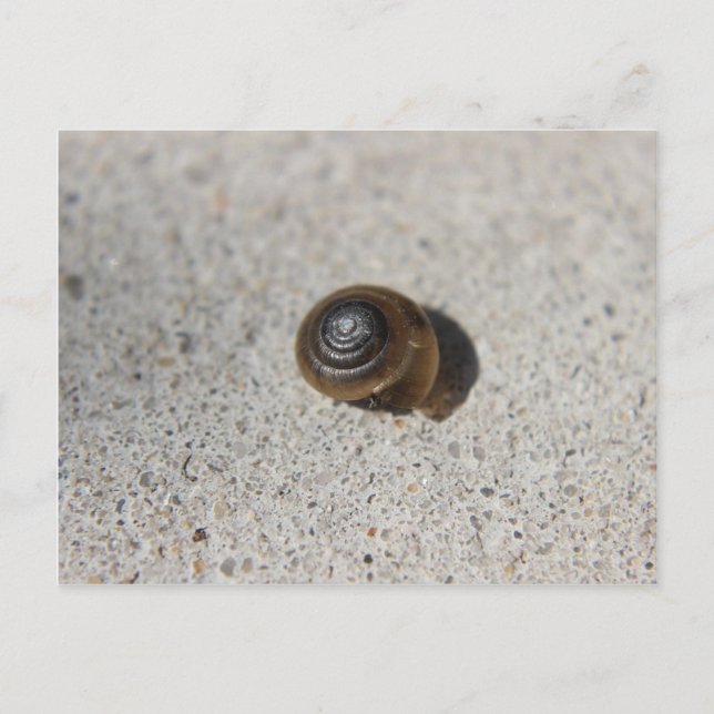 Cartão Postal Caracol Preguiçoso (Frente)