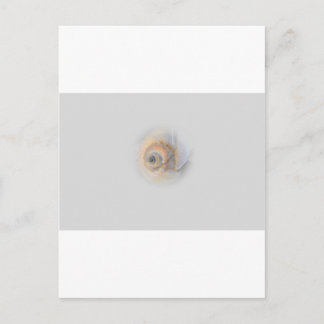 Cartão Postal caracol Schnecke Muschel Shell
