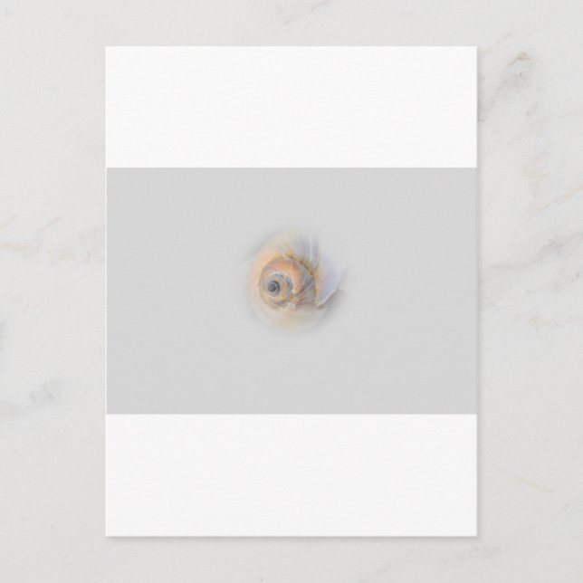 Cartão Postal caracol Schnecke Muschel Shell (Frente)