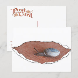 Cartão Postal Caracol sob Material Rasgado