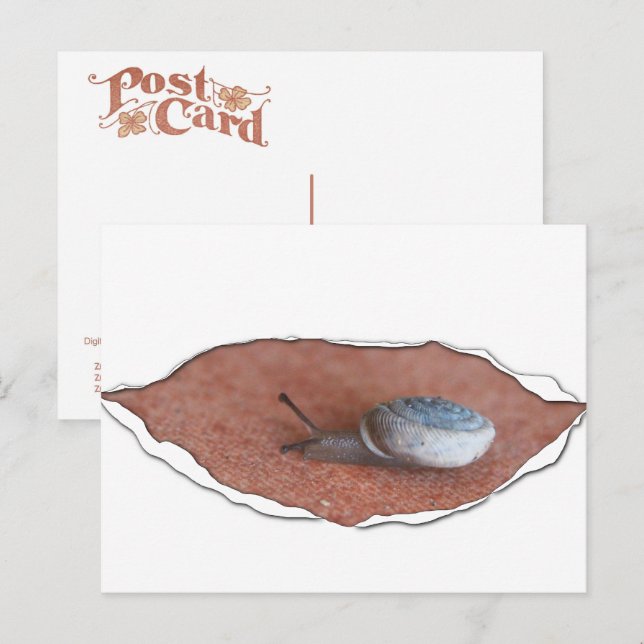 Cartão Postal Caracol Sob Material Torno (Frente/Verso)